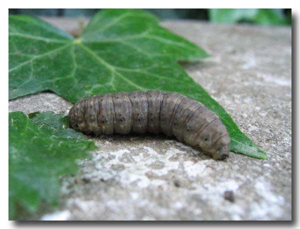 un bruco in giardino..